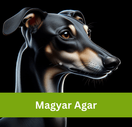 magyar agar