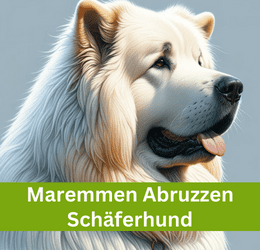 maremmen abruzzen schäferhund
