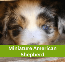 miniature american shepherd