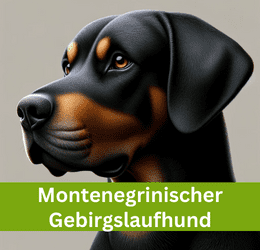 montenegrinischer gebirgslaufhund