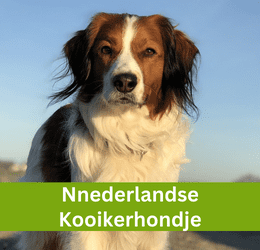 nederlandse kooikerhondje