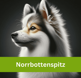norrbottenspitz