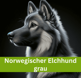 norwegischer elchhund grau