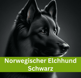 norwegischer elchhund schwarz
