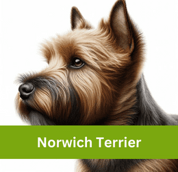 norwich terrier