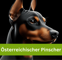 österreichischer pinscher