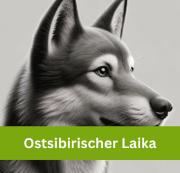 ostsibirischer laika