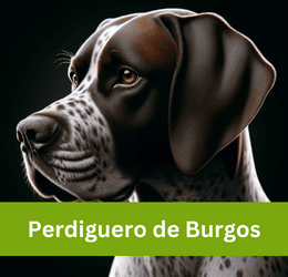 perdiguero de burgos