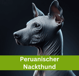 peruanischer nackthund
