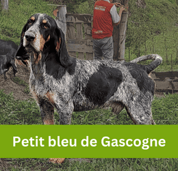 petit bleu de gascogne