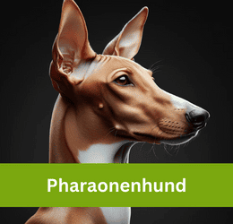 pharaonenhund