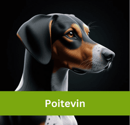 poitevin