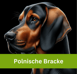 polnische bracke