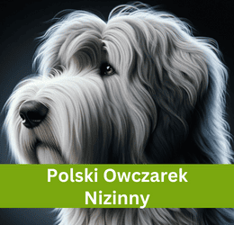 polski owczarek nizinny