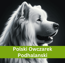 polski owczarek podhalanski