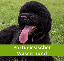 portugiesischer wasserhund