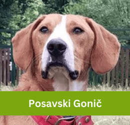 posavski gonič