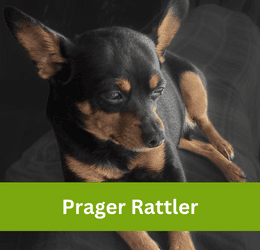 prager rattler