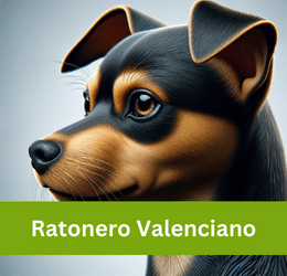 ratonero valenciano