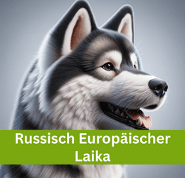 russisch europäischer laika