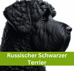 russischer schwarzer terrier