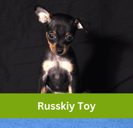 russkiy toy