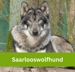 saarlooswolfhund