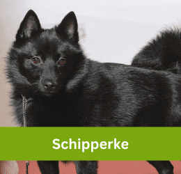 schipperke