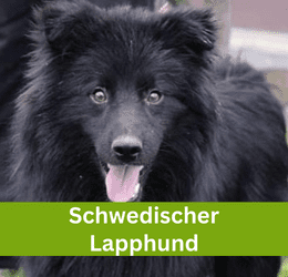 schwedischer lapphund