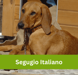 segugio italiano