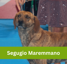 segugio maremmano