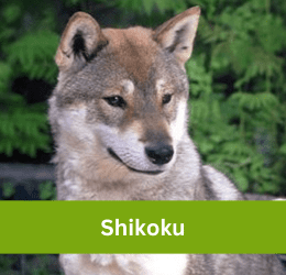 shikoku