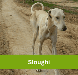 sloughi