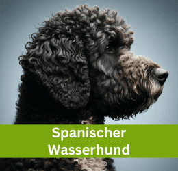 spanischer wasserhund