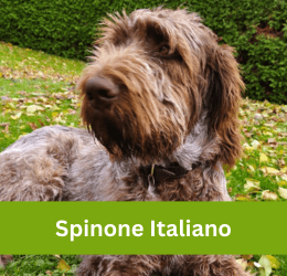 spinone italiano