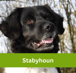 stabyhoun