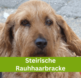 steirische rauhhaarbracke