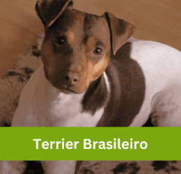 terrier brasileiro