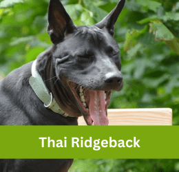 thai ridgeback