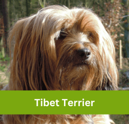 tibet terrier