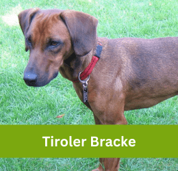 tiroler bracke