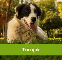 tornjak