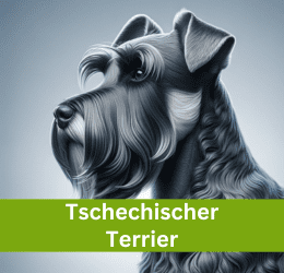 tschechischer terrier