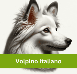 volpino italiano