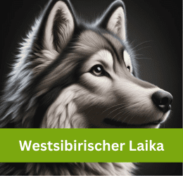 westsibirischer laika
