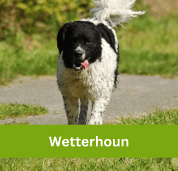 wetterhoun