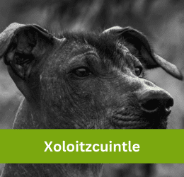 xoloitzcuintle