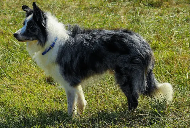 Border Collie