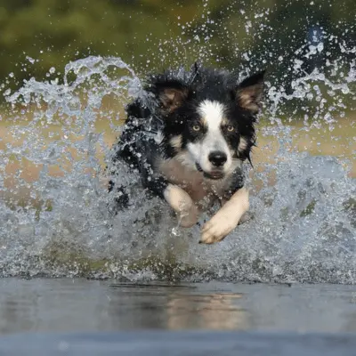 Border Collie