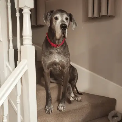 Deutsche Dogge